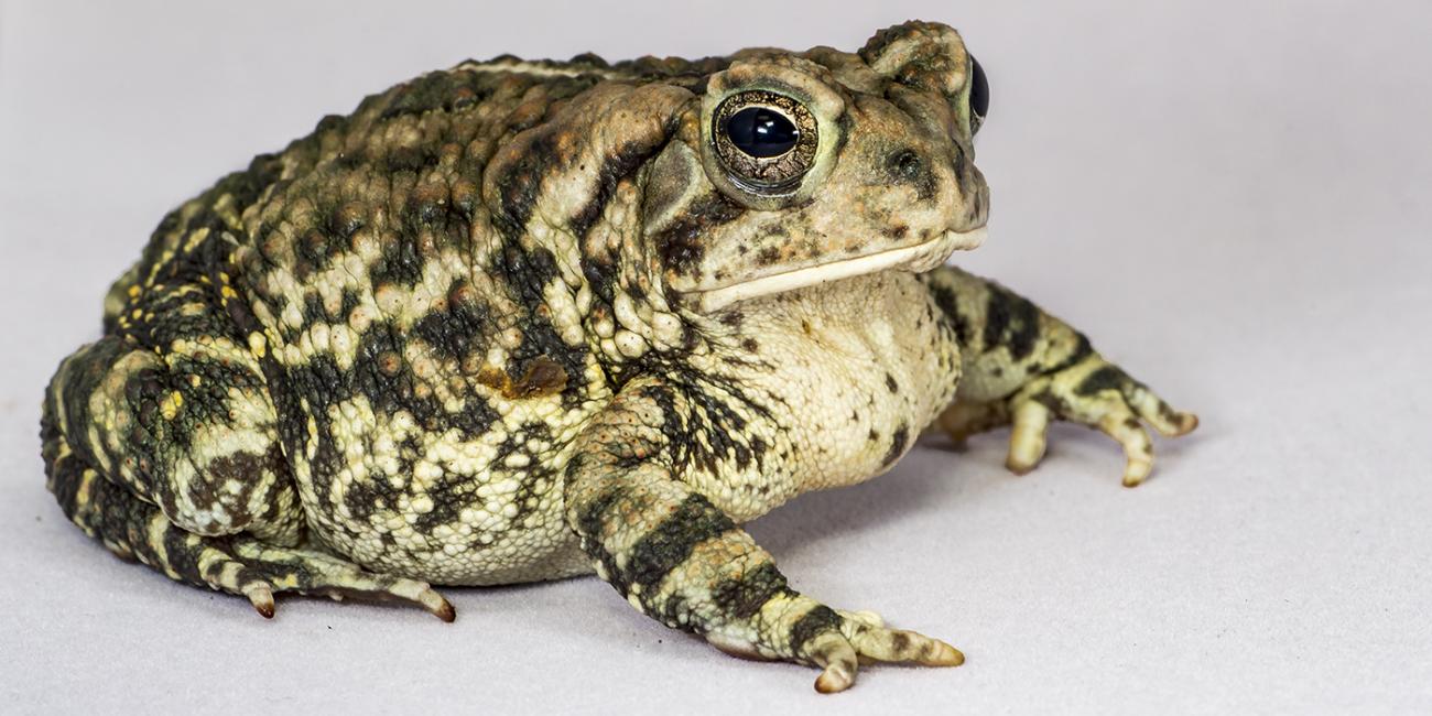 A fat, warty toad with a big mouth and eyes. The skin is pale underneath and mottled cream and black above
