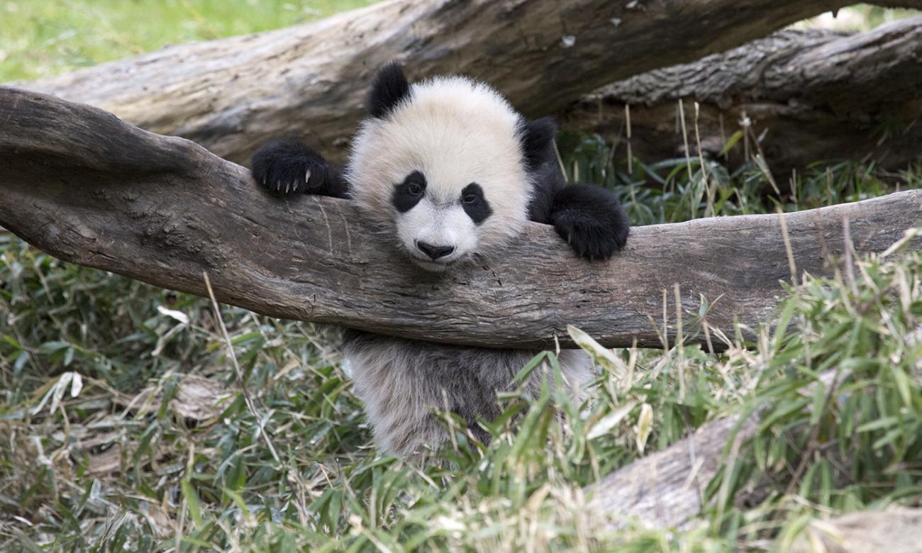 Giant Panda Cub FAQs | Smithsonian's National Zoo and Conservation