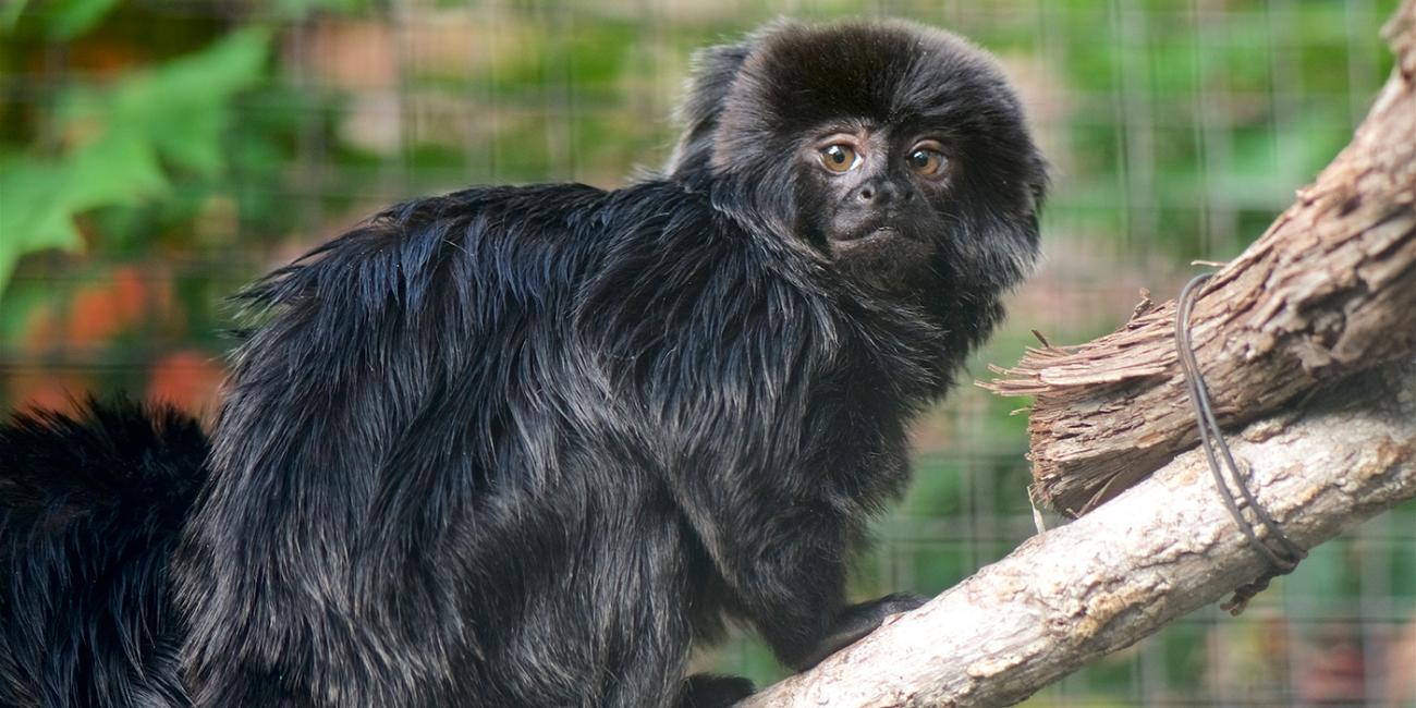 A shaggy, black-haired monkey, called a Goeldi's monkey, perched on a tree branch