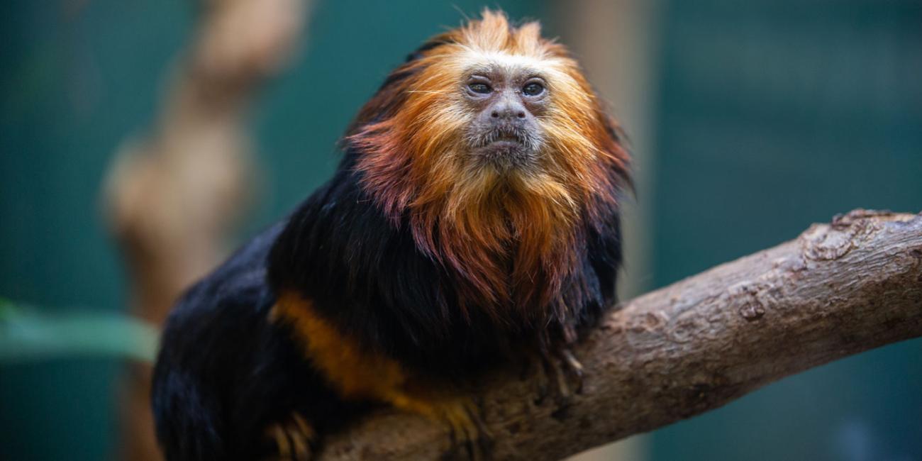 A golden-headed lion tamarin -- a small, furry primate with black and orange fur and an orange-red mane -- perched on a branch