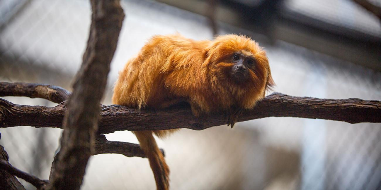 A small, furry, orange primate called a golden lion tamarin perched on a branch