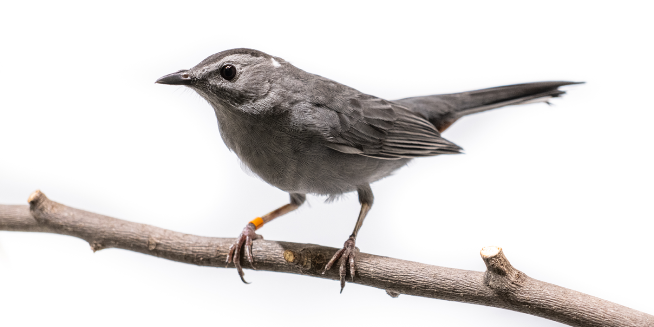 A female gray catbird, a medium-sized bird with a gray body and a long tail, perches on a tree branch.