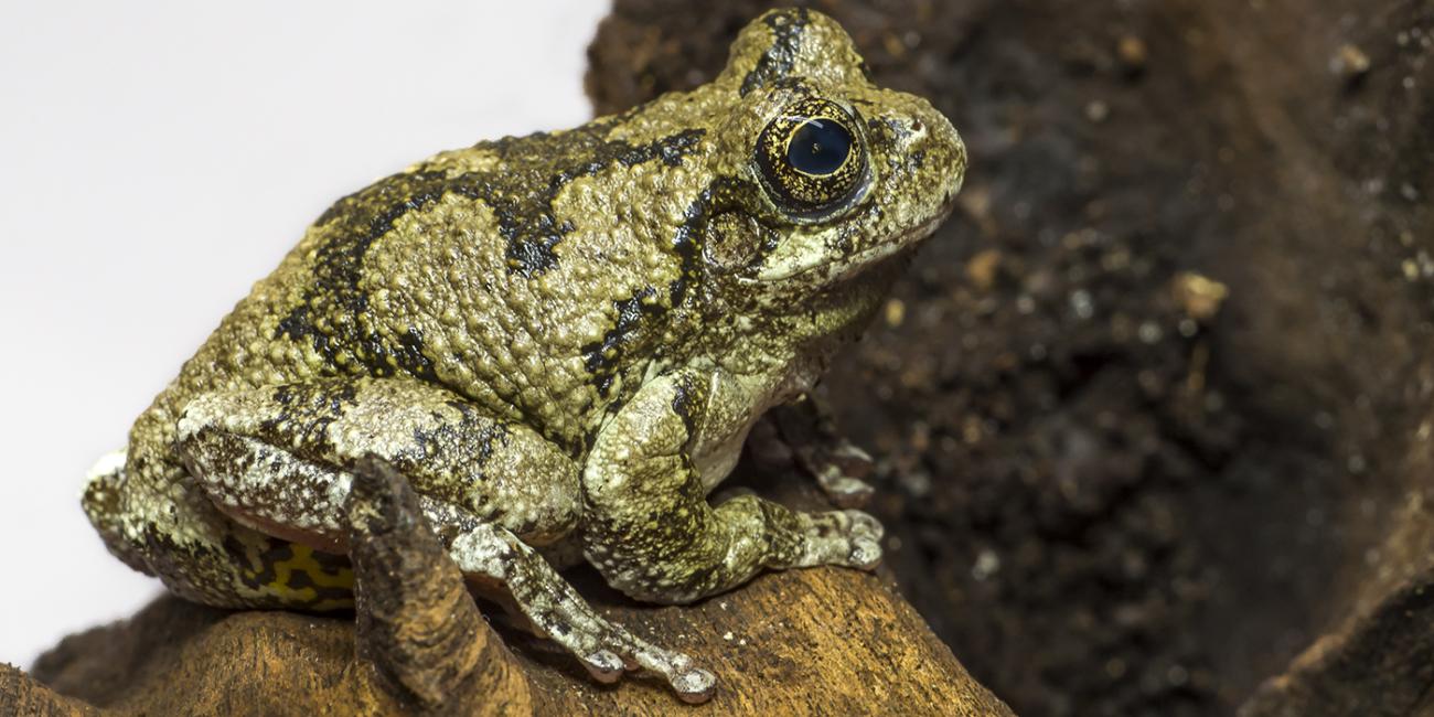 Pale green frog sitting. It has darker olive patterning on its back and legs