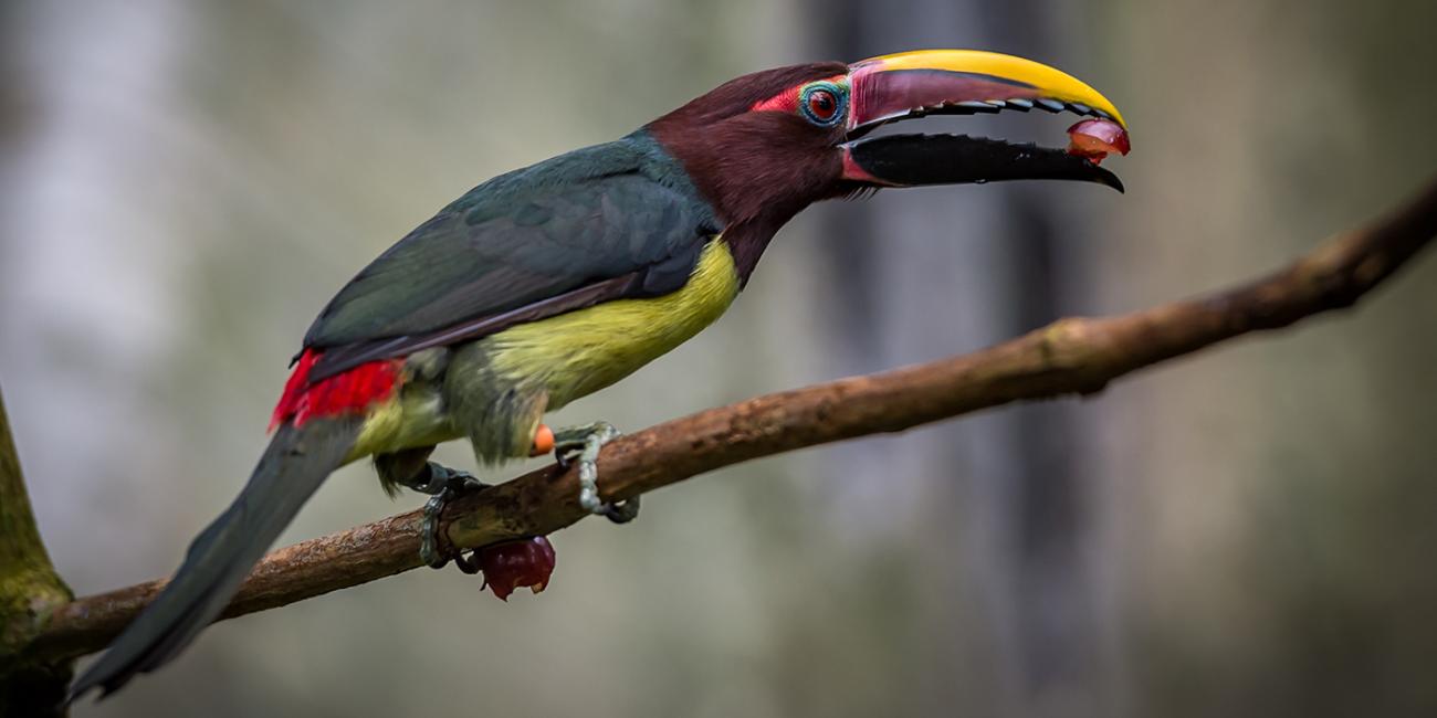 A colorful bird with a large bill, called a green aracari,perched on a branch