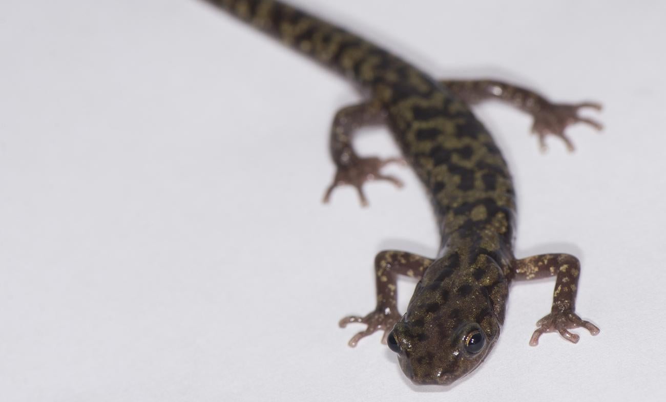 Skinny salamander with marbled coloration of pale green and black