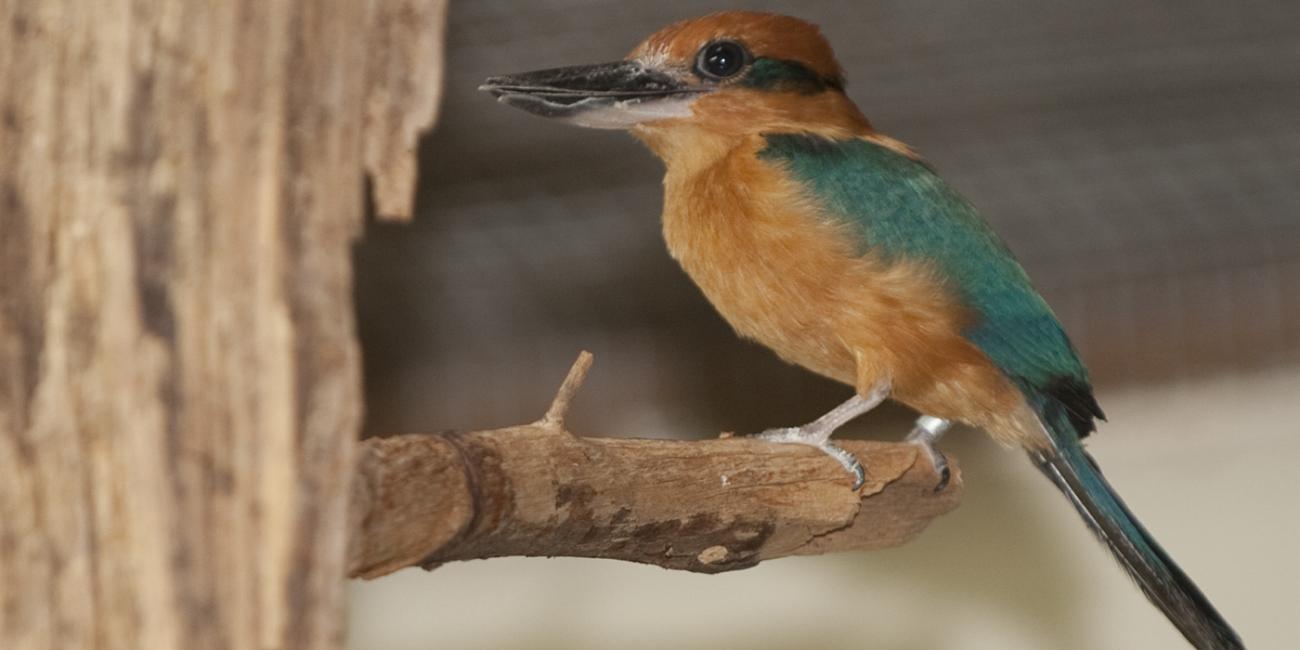 A Guam kingfisher perched on a tree branch