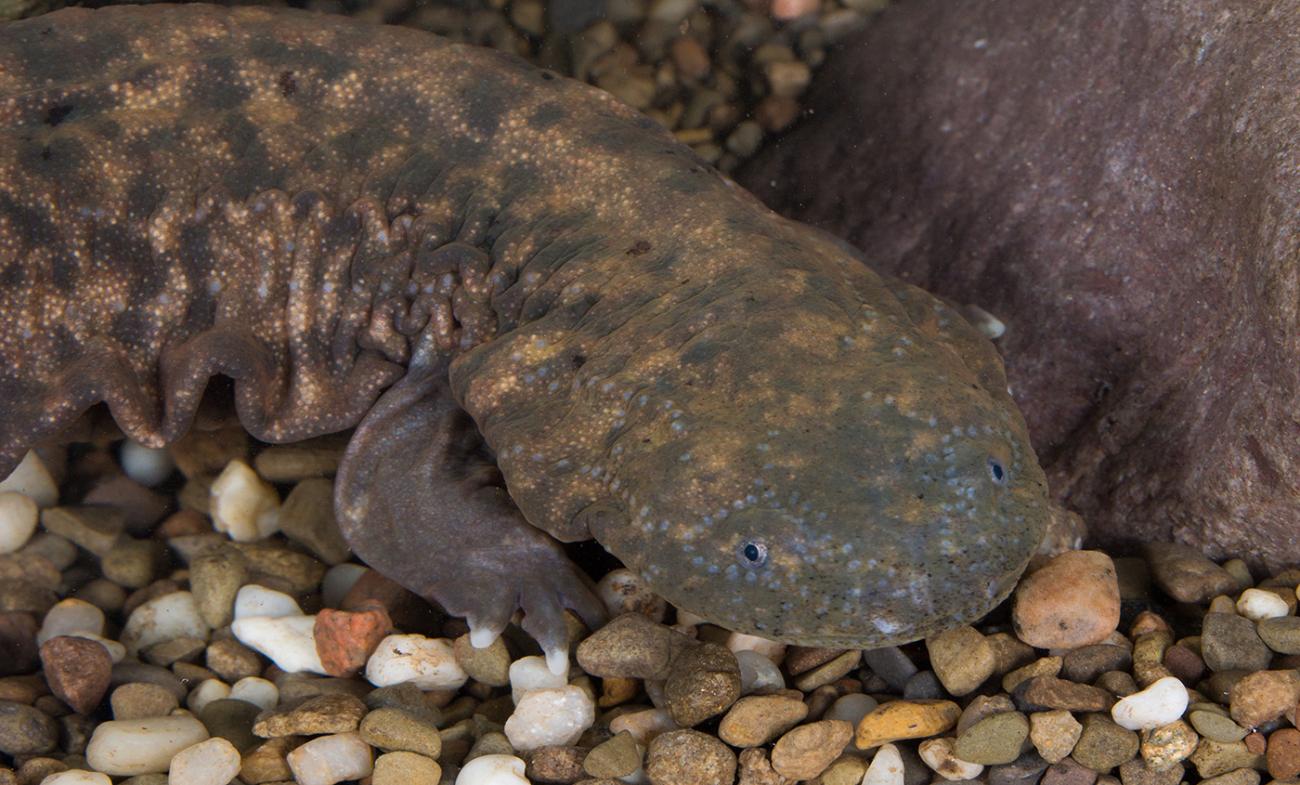 large, fat salamander with a big head and mottled olive coloration that blends in with the gravel. Its sides are wrinkled.