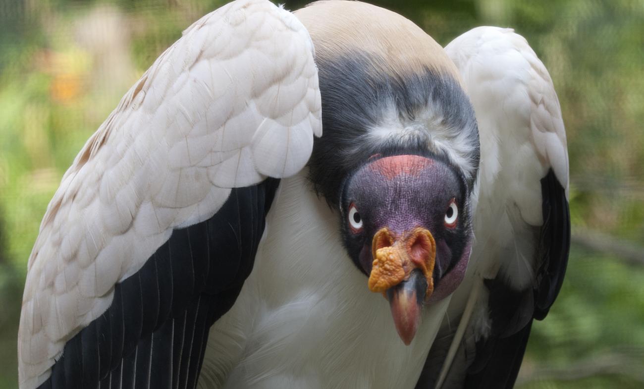 black and white feathered king vulture staring ominously at you with beady, white eyes, and a colorful yellow and red head