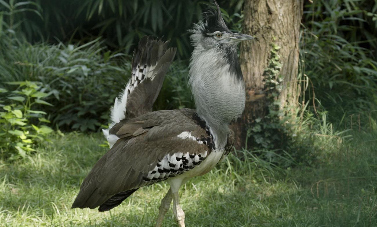 Kori bustard, a turkey-sized bird with gray and white plumage, with inflated neck