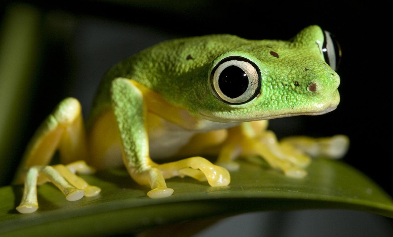 May 3: The Secret Lives of Amphibians