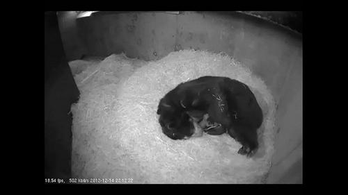 andean bear cub cam screen shot