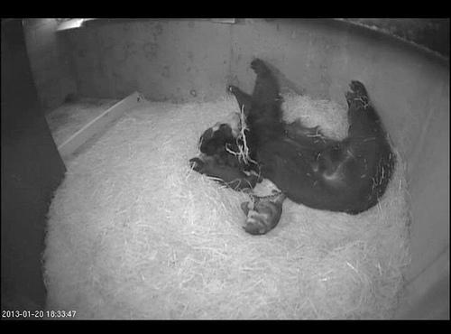 Andean bear cub cam screen shot of mom and cubs sleeping