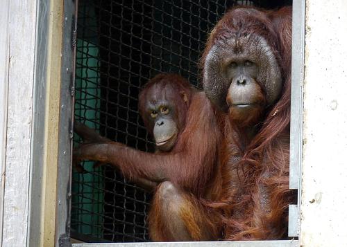 orangutans look out of indoor area