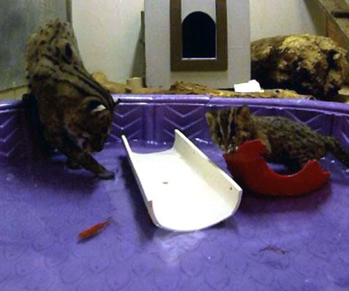 fishing cat mom and kitten in paddle pool to practice fishing 