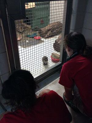 keeper looks through cage door at fishing cat kitten