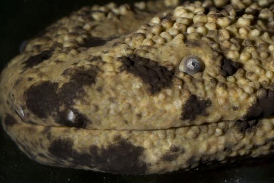 tan and black face of a Japanese giant salamander.