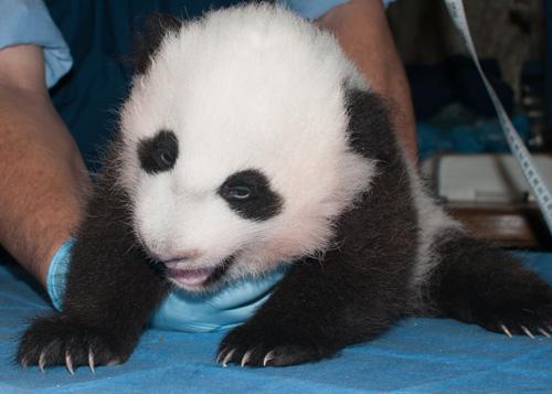 panda cub being examined