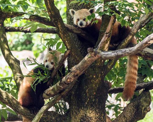 red pandas in tree