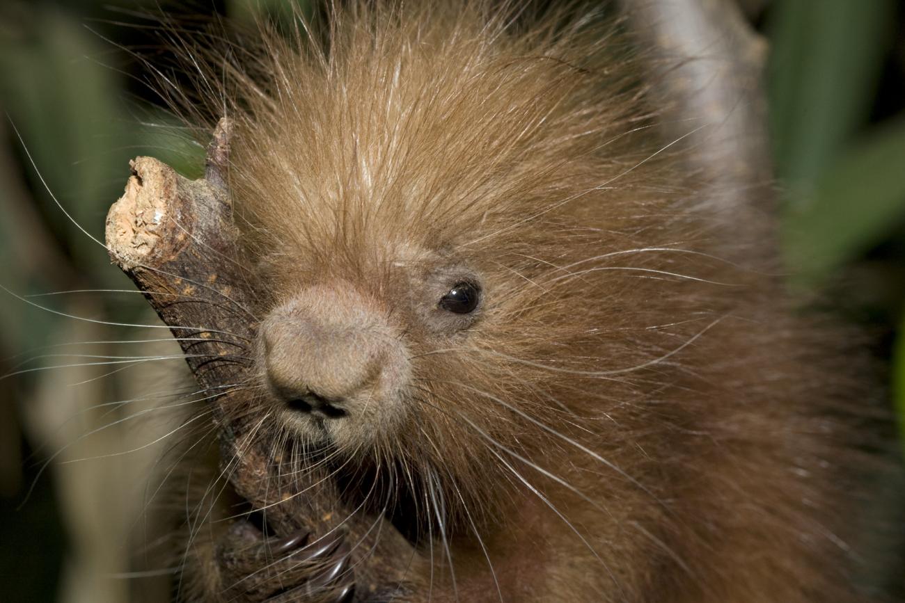 baby porcupine clings to branch