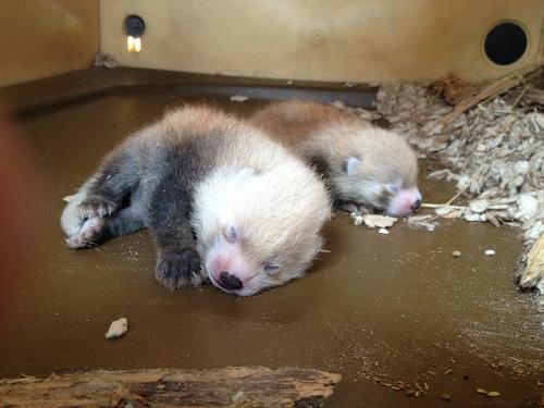 baby red panda cubs sleep