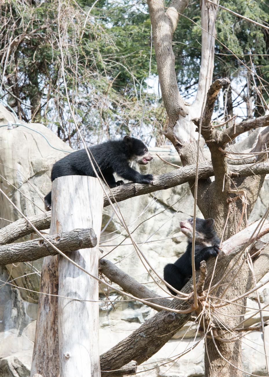bear cub walks across horizontal branch to other tree in its enclosure