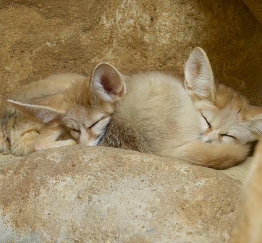 fennec foxes sleep