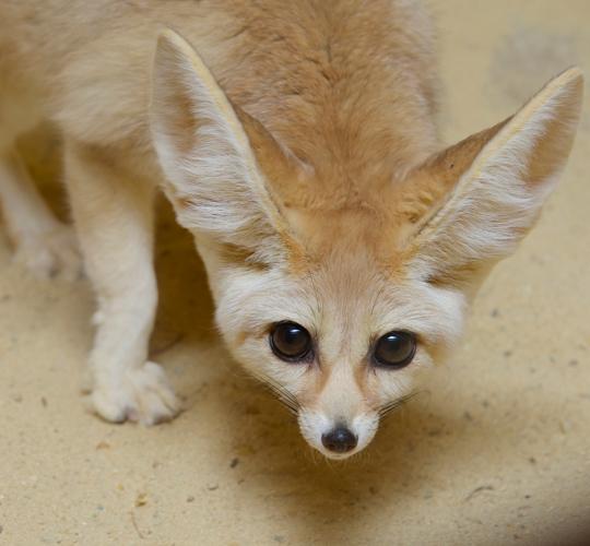 charlie the fennec fox looks down