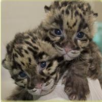 clouded leopard kittens side by side
