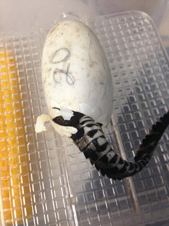 baby crocodile hatching out of egg with only the tail visible