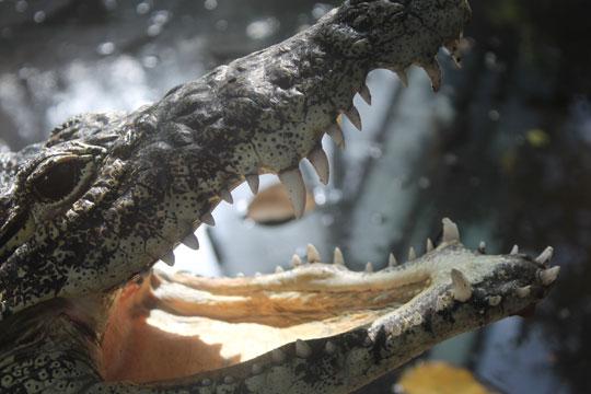 crocodile with open mouth