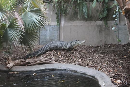 crocodile, Rose in yard