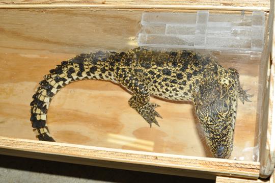 Crocodile inside box