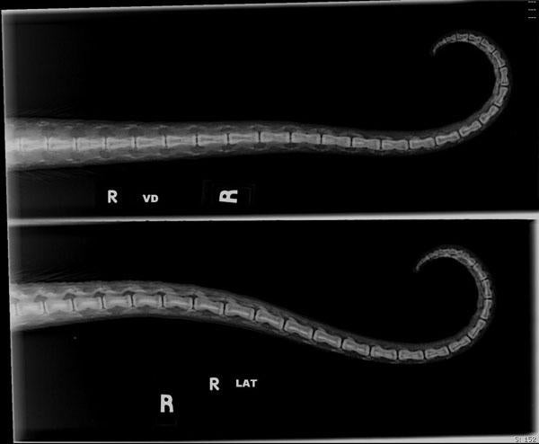 x-ray of two animal tails