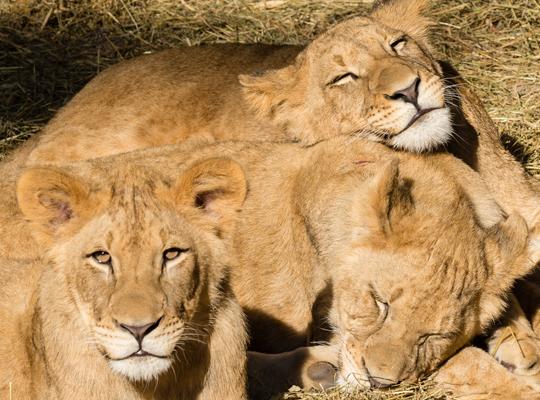 three adolescent lion cubs snuggling