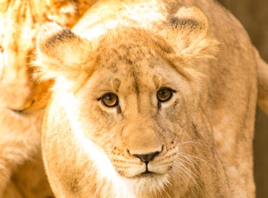 close up of adolescent lion cub