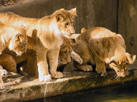 lions cubs look curiously at water
