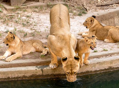 lion drinks from water feature in exhibit while cubs look on