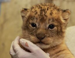 lion cub held by keeper