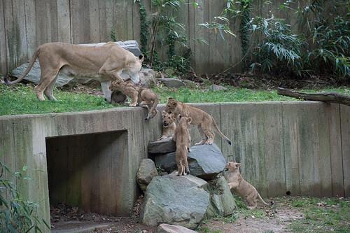 mother helps lion cubs up over a high ledge by scruffing them and picking them up in her mouth
