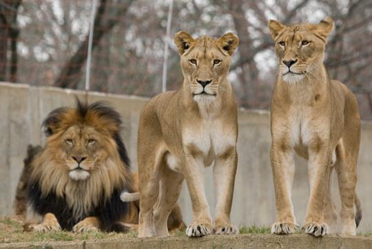 Naba, Shera, and Luke. Three lions  posing together