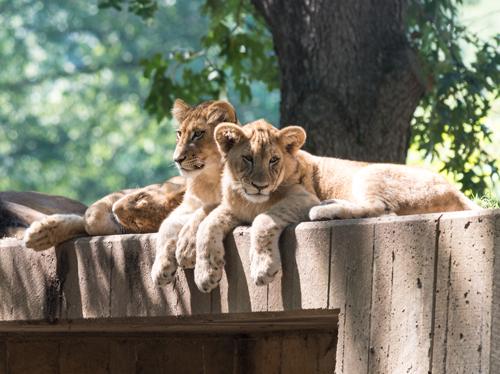 Lions on top of a cement structure