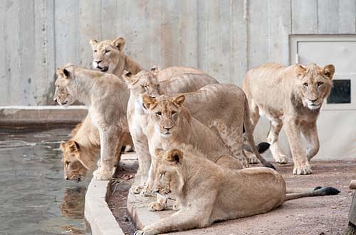 lions gathered at the pool