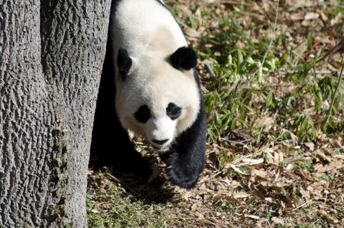 panda walks around tree