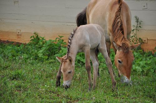 Przewalski's horse, Anne and her filly