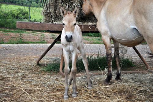 Przewalski's horse colt looks at camera as its mom eats hay from hopper