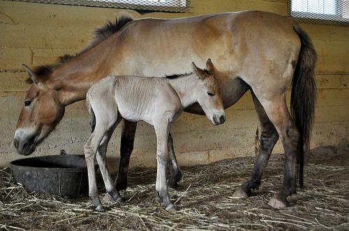 Przewalski's horse filly with mother