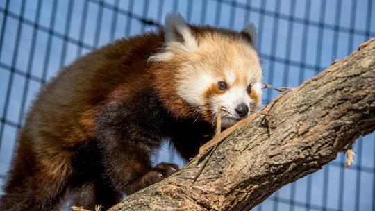 baby red panda climbs branch