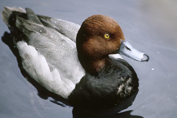redhead duck, male, on water