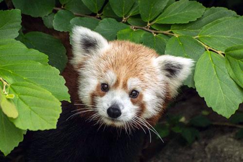 red panda peeks through leaves