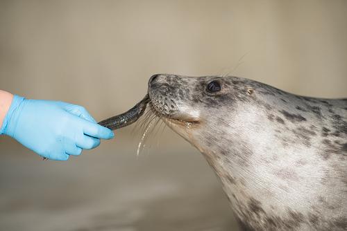 Gray Seal Pup taking fish from keeper